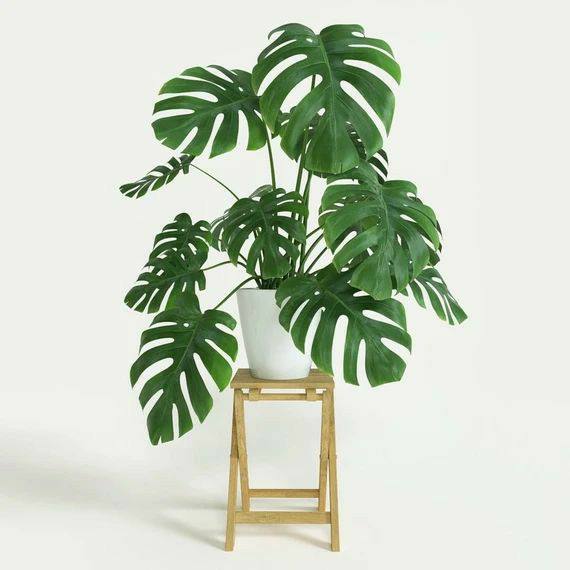 Monstera Deliciosa Philodendron, Swiss Cheese Plant, Indoor Plant for Your Living Space
