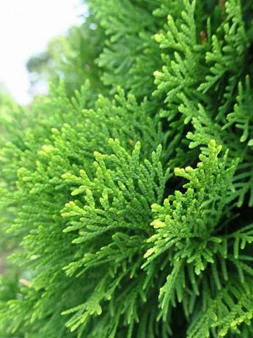 Morpankhi Plant, Thuja Orientalis