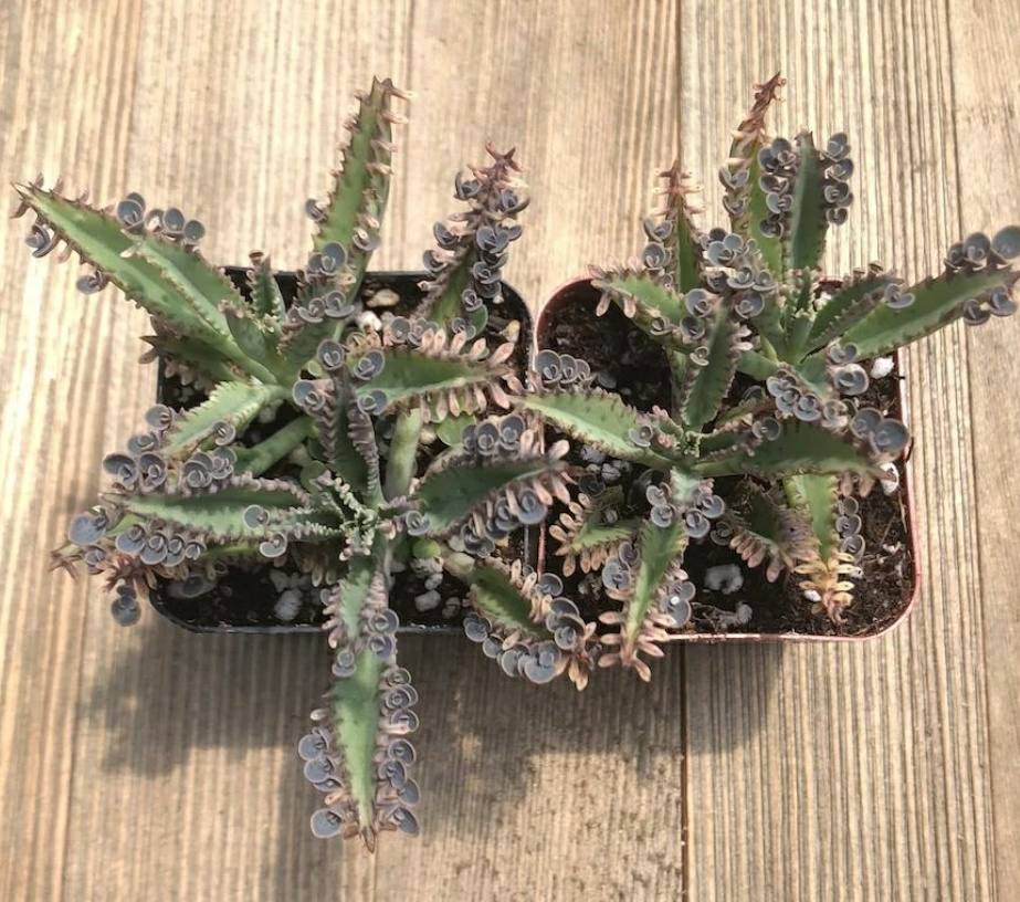 Mother of millions plant