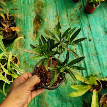 Kaner Plant, Nerium oleander