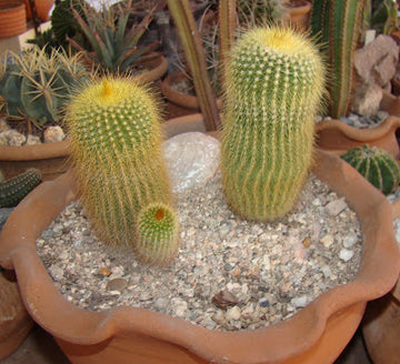 Notocactus leninghausi, Majestic Rare Cactus