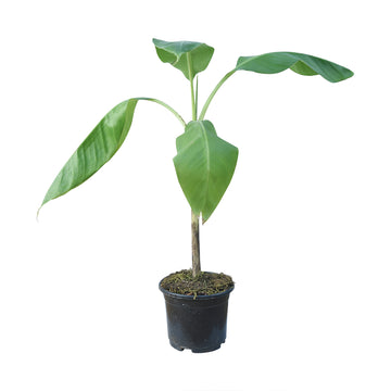 G9 Banana Plants, Banana Tissue Culture Plant, Organic Hybrid G9 Banana Plant