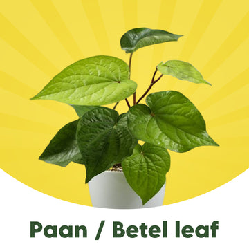 Magai Meetha Paan, Rare Betel Leaf Piper, Betel Maghai Paan – Healthy Live Outdoor Plants