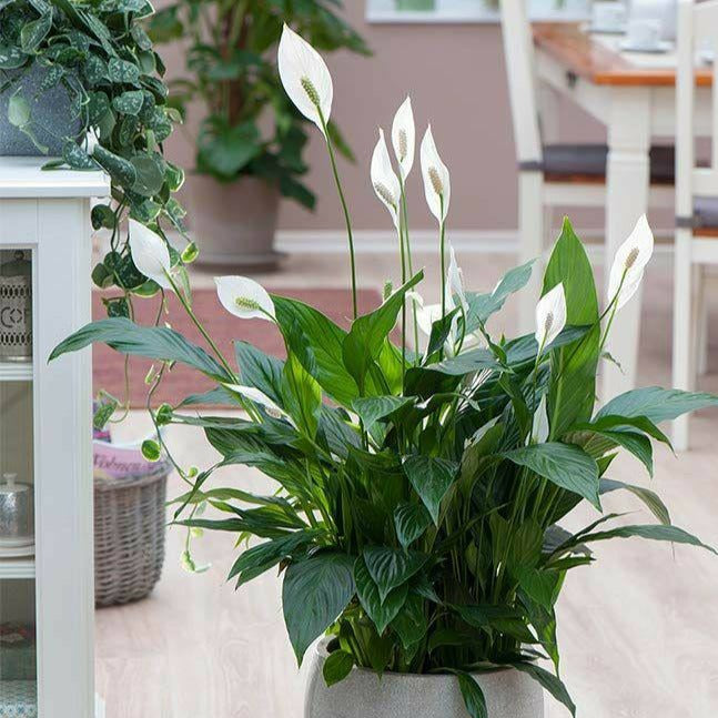 Peace Lily Plant For your Living Space – Spathiphyllum Flowering Plants Indoor Plant