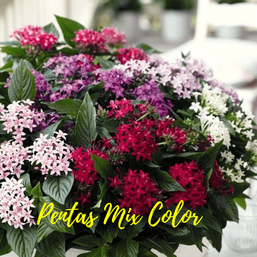 Pentas Shooting Star / Summer Flowering Variety / Bloom Beauty