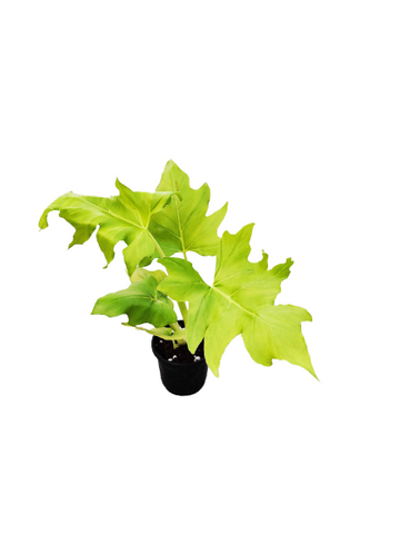 Philodendron Selloum Golden