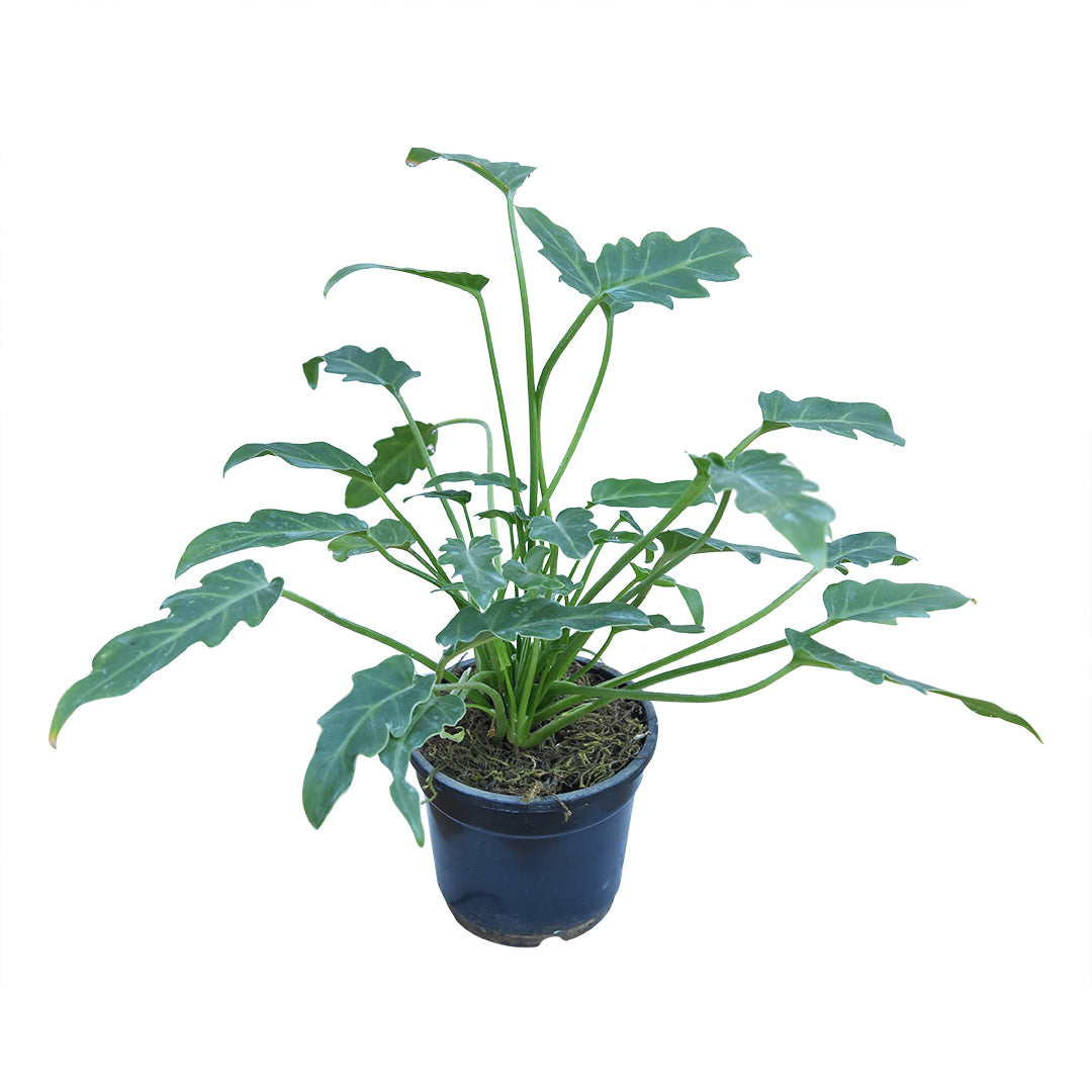 small philodendron xanadu Philodendron Xanadu