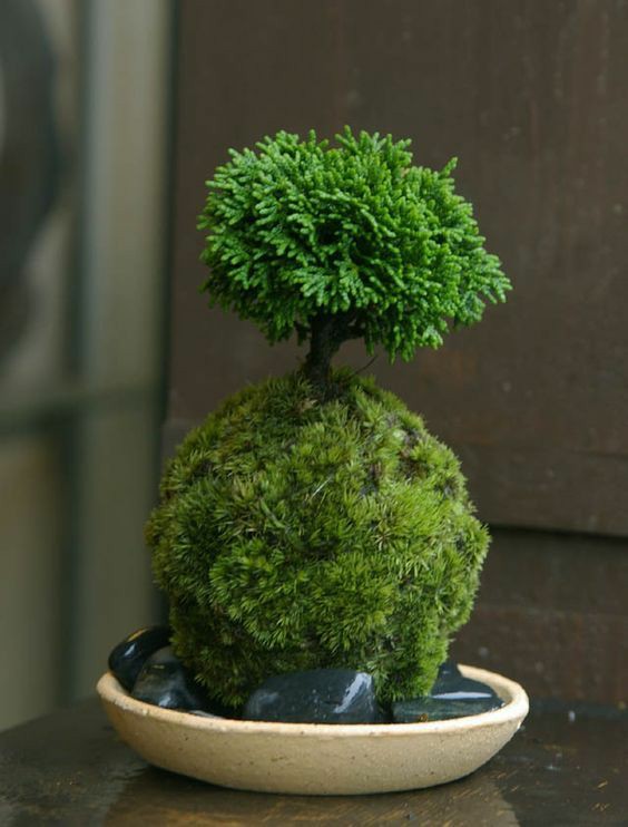 Pine Bonsai Kokedama / Medium Size