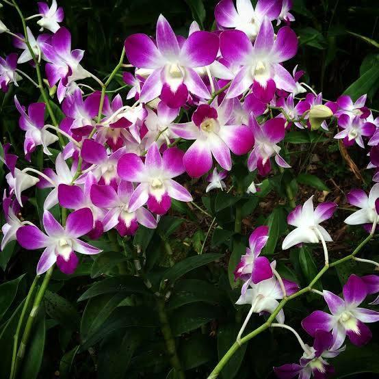 Dendrobium Sonia Pink, Potted Orchid, Bloom Beauty