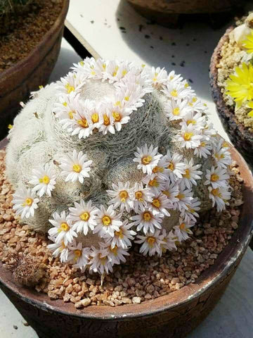 Powder Puff Cactus / Mammilaria Bocasana / Majestic Rare Cactus