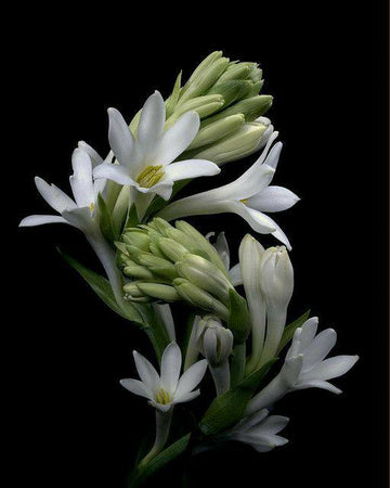 Rajnigandha plant / Tuberose/ Extremely fragrant / Bloom Beauty