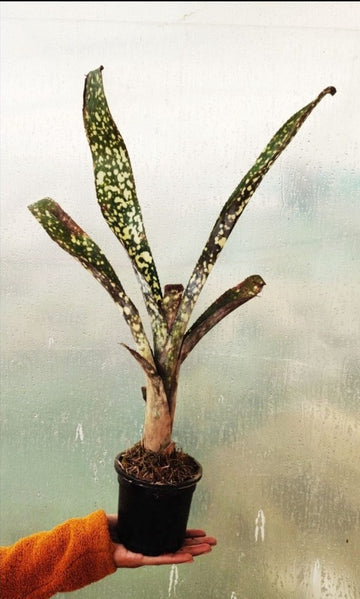 Rare Bilbergia Spotted Bromeliad / Indoor Plants
