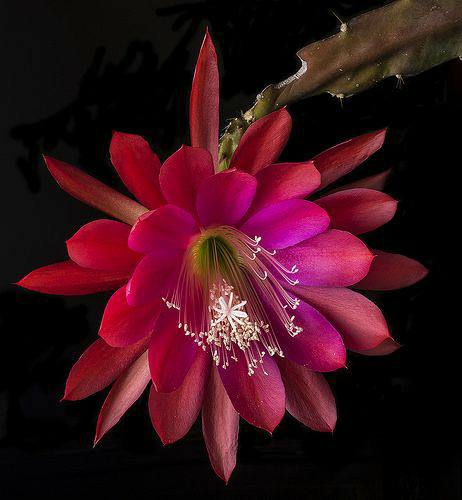 Rare Brahma Kamal Red Live Plant, Epiphyllum oxypetalum indoor living plant