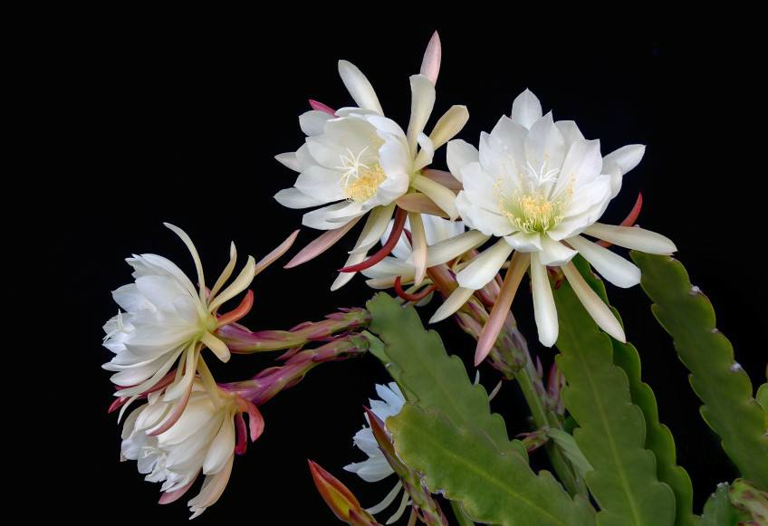 Rare Bramhkamal White / Epiphyllums – orchid cactus KIT / Endearing Succulents
