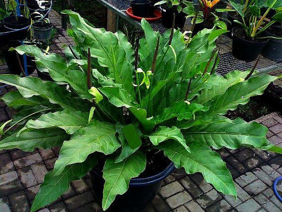 Rare Giant Leaf Anthurium Hookeri / Indoor Plants