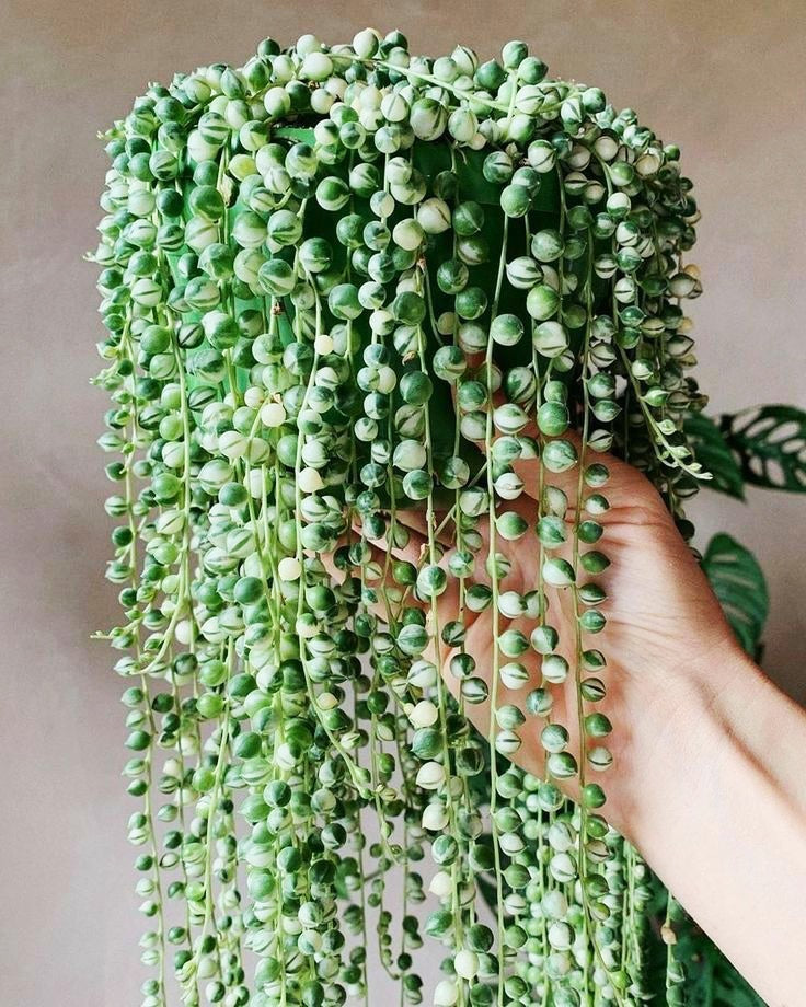Rare Variegated String of pearls / Endearing Succulents