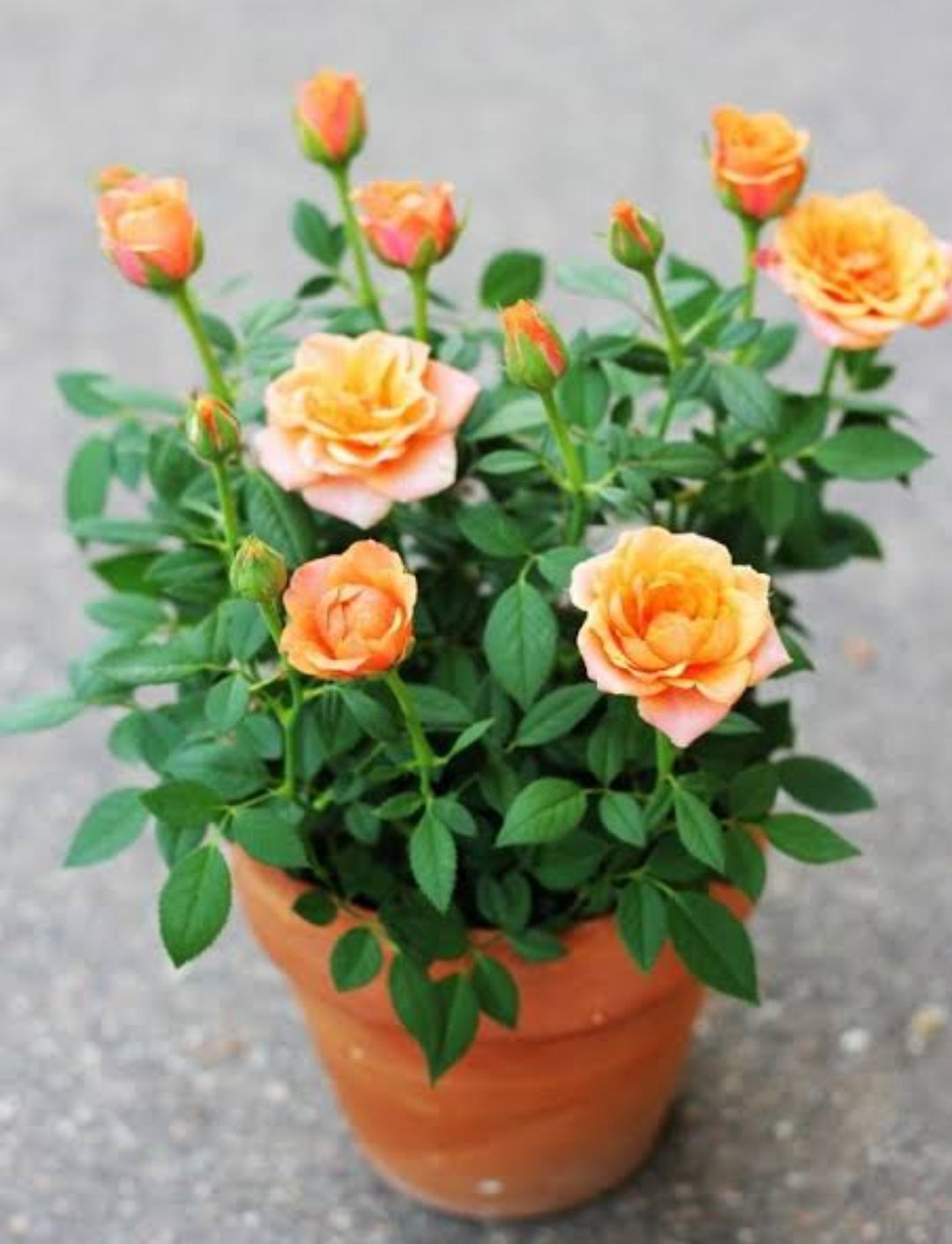 Rose Orange / Bloom Beauty