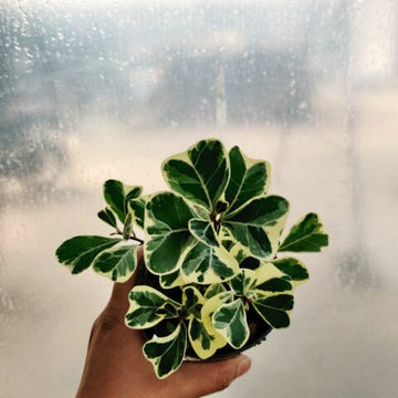 Ficus Triangularis Variegated Indoor Plants