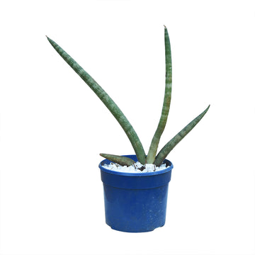 Sansevieria Cylindrica