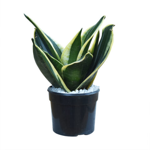 snake plant black jade Sansevieria Hahnii Jade Black