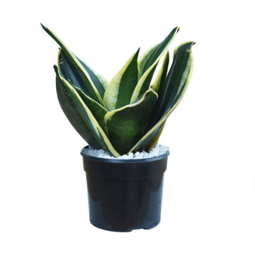 Sansevieria Hahnii Jade Black
