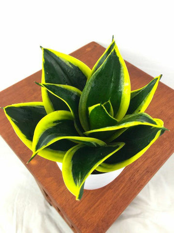 Sansevieria hahnii jade black