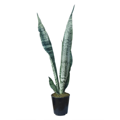 sansevieria grey lady Sansevieria Robusta Grey