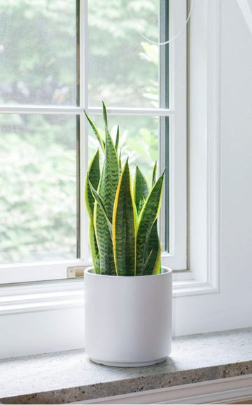 Sansevieria robusta superba / Indoor Plant