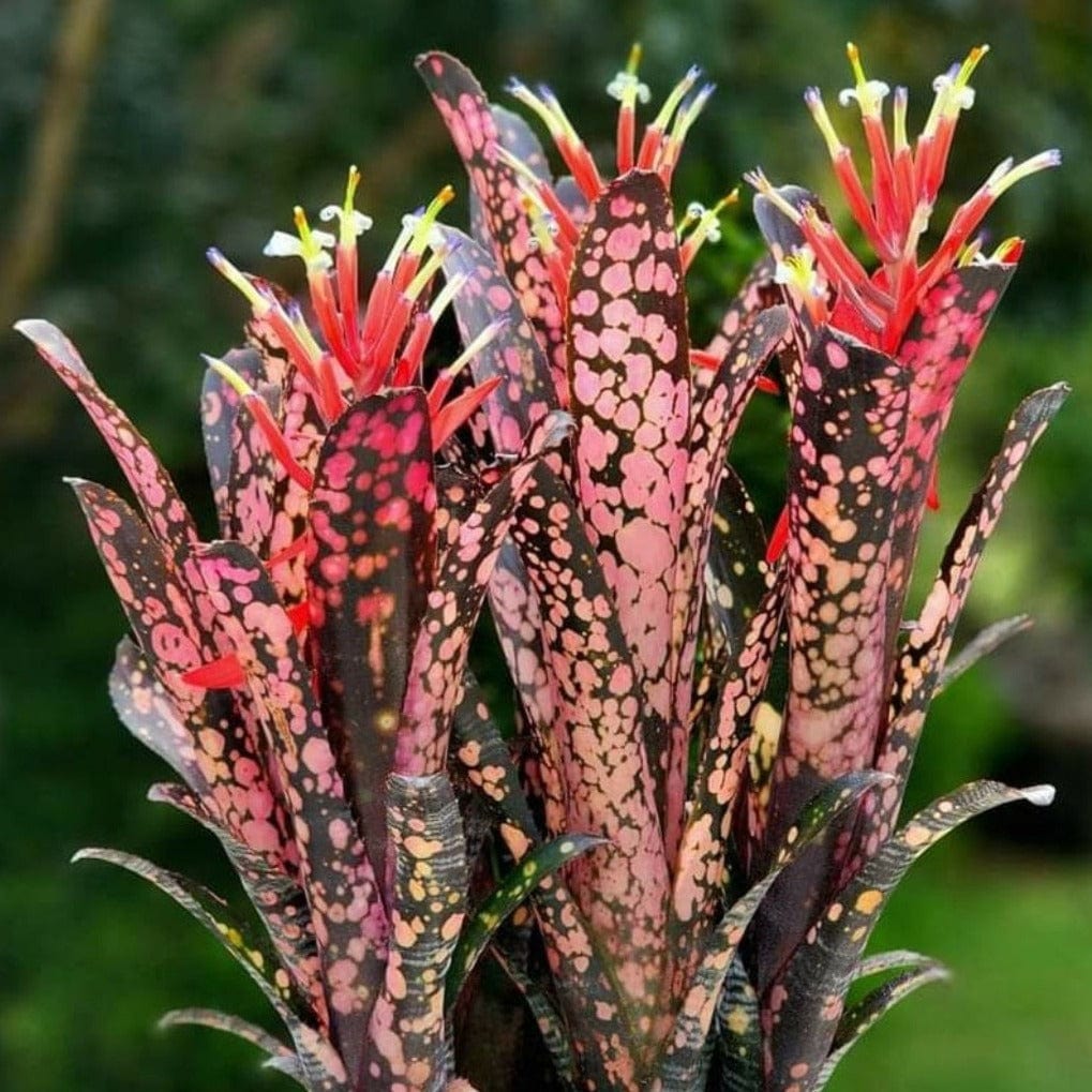 Rare Bilbergia Spotted Bromeliad / Indoor Plants