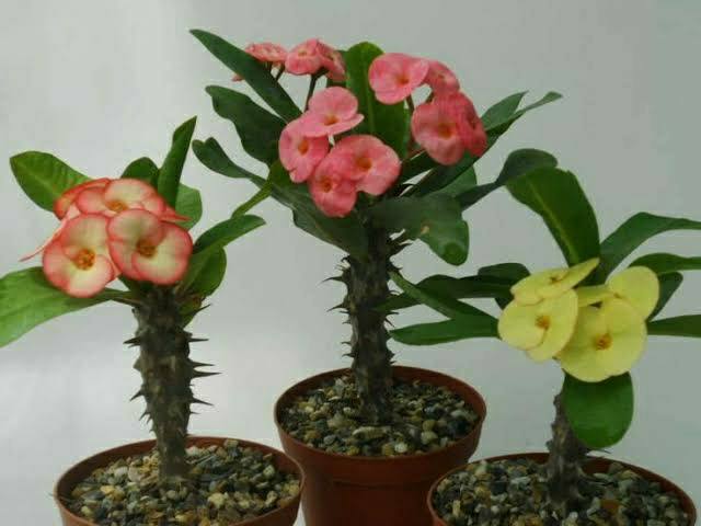 Set of 2 color Euphorbia Milii / Bloom Beauty