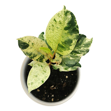 Golden Rubber Plant Shivereana