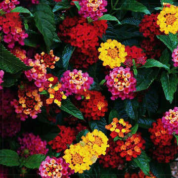 Shrub verbena Mix color / Lantana Camara Dwarf / Bloom Beauty