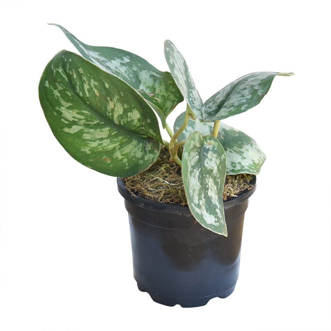 pothos argentato Silver Satin Pothos