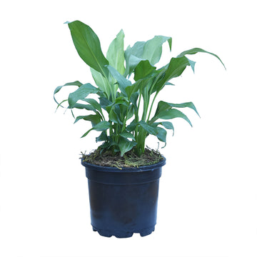 Peace Lily Plant For your Living Space – Buy Peace lily plant online