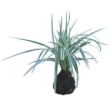 Spider Plant Kokedama / Kokedama