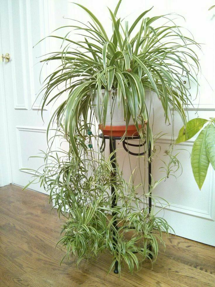 Spider Plant White Green / Indoor Plant