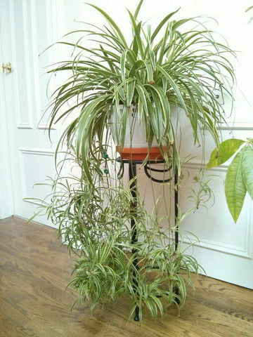 Spider Plant White Green / Indoor Plant