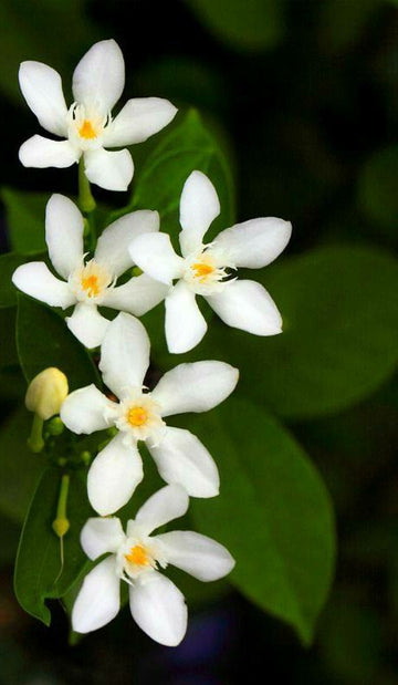 Sri Lankan Tagar / Crepe Jasmine / Bloom Beauty