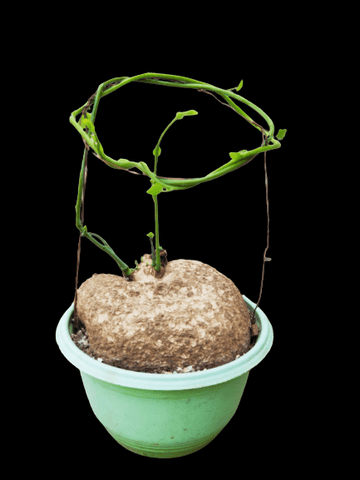 Stephania Rotunda Caudiformous Vine 800 Gm / Amazing medicinal Insta fame Plant
