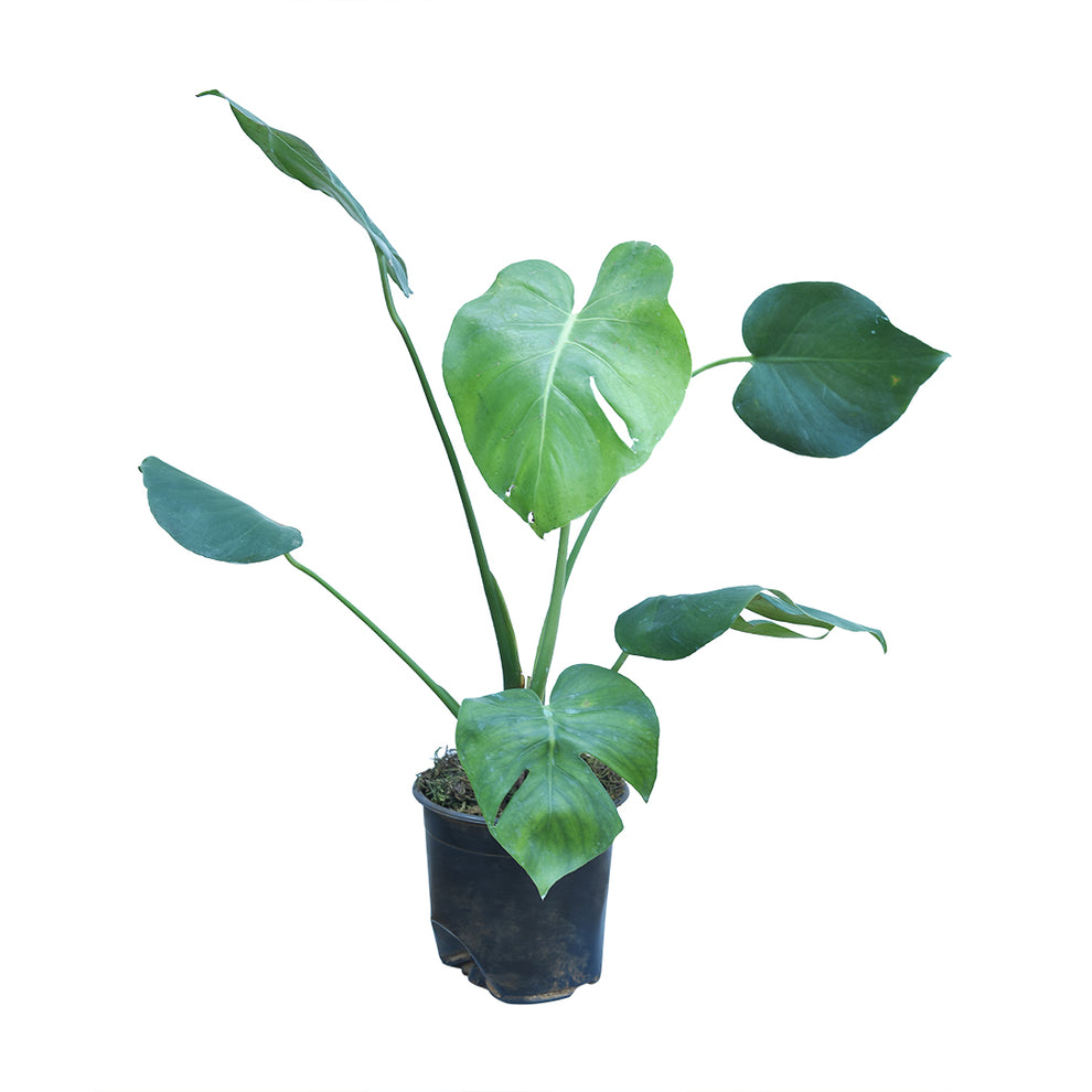 Monstera Deliciosa Philodendron, Swiss Cheese Plant, Indoor Plant for