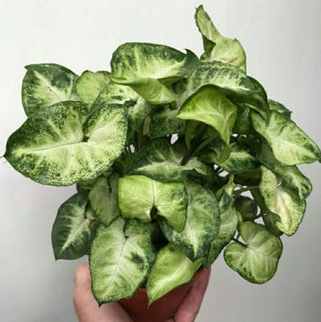 Syngonium Pixie Air Purifying Plants