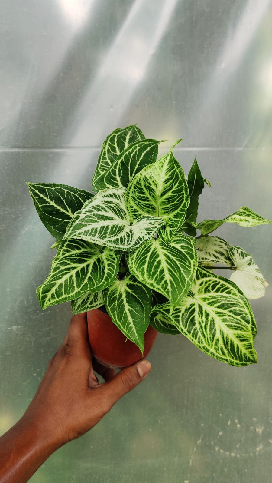 Syngonium Reticulata / Air Purifier Plants