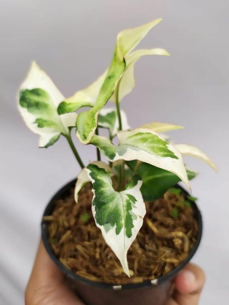 Syngonium Starlight, Syngonium Variegated, Rare Air Purifying Plants