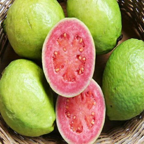 Pin Guava Taiwan Pink Guava