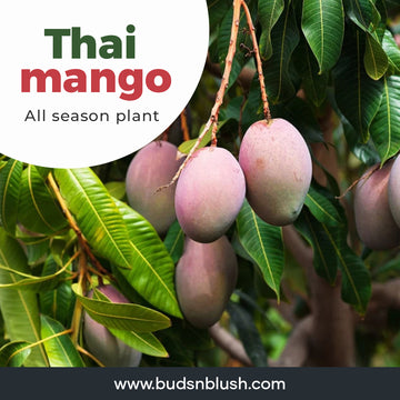 Thai All Season Mango