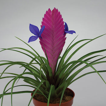 Tillandsia Cyanea / Exotic Bromeliad