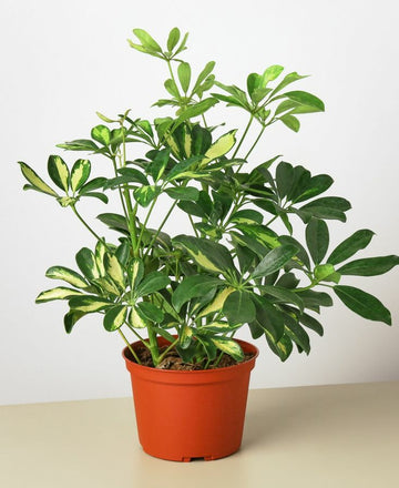 Umbrella Plant / Schefflera Varigeated Plant / Indoor Plant
