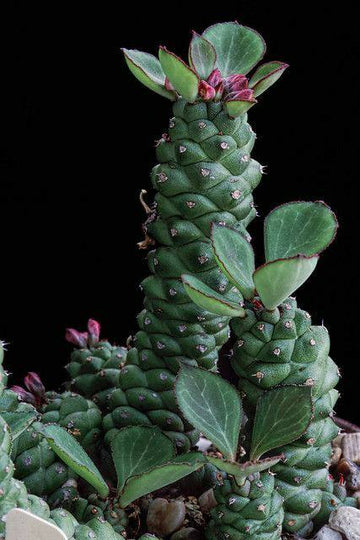 Monadenium Ritchiei, Weirdo Succulent, Majestic Rare Cactus
