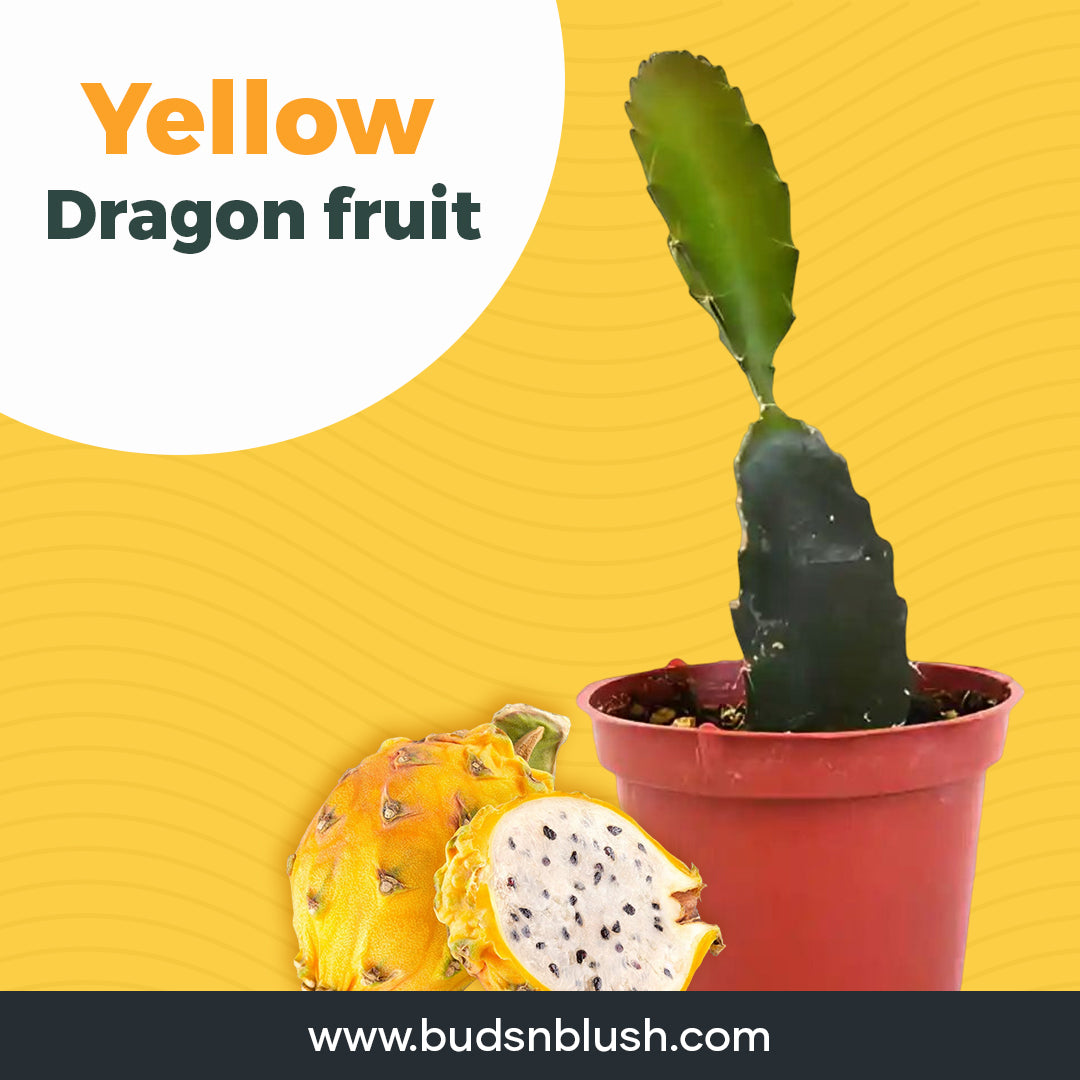 Rare Yellow Dragon Fruit Plant