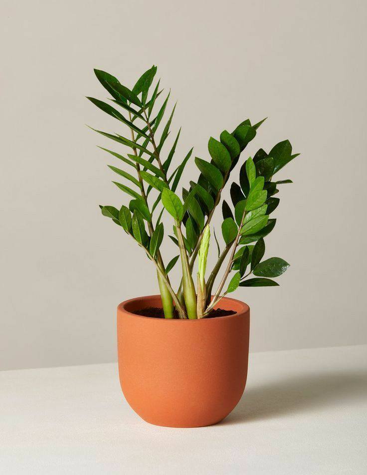 Zamioculas Zamiifolia “ZZ plant” / Indoor Plant